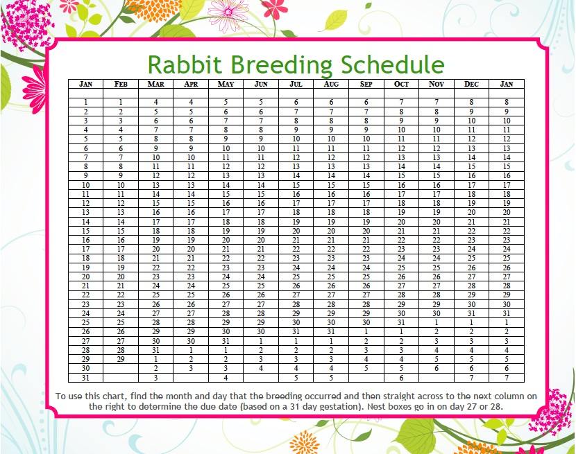 rabbit-breeding-schedule-chart-rabbit-breeding-schedule-chart-infographic-pets-rabbit
